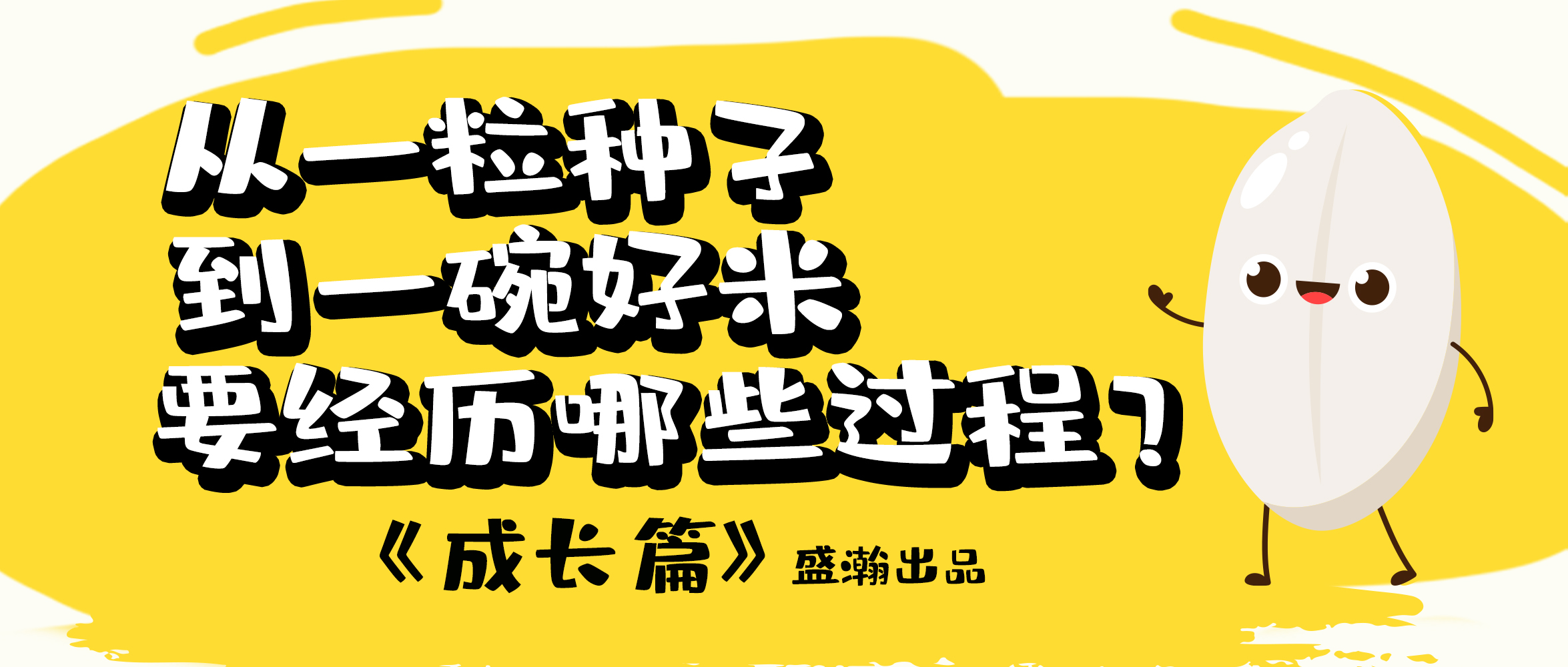 大米的一生-成長(zhǎng)篇 | 從一粒種子到一碗好米要經(jīng)歷哪些過程？